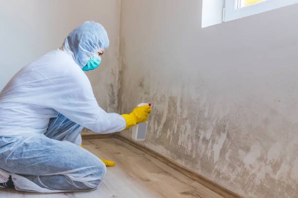 Mold Remediation specialist working in Boyne Falls